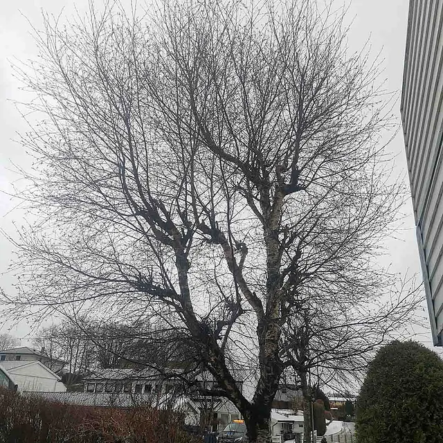 Høstkledd løvtre