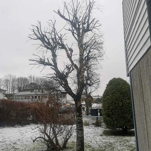 Trimmet løvtre