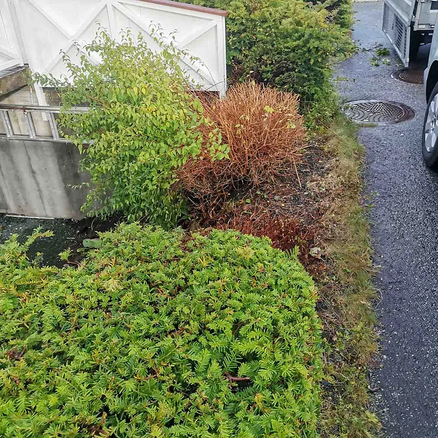 Kulestein i hagen - Før bilder
